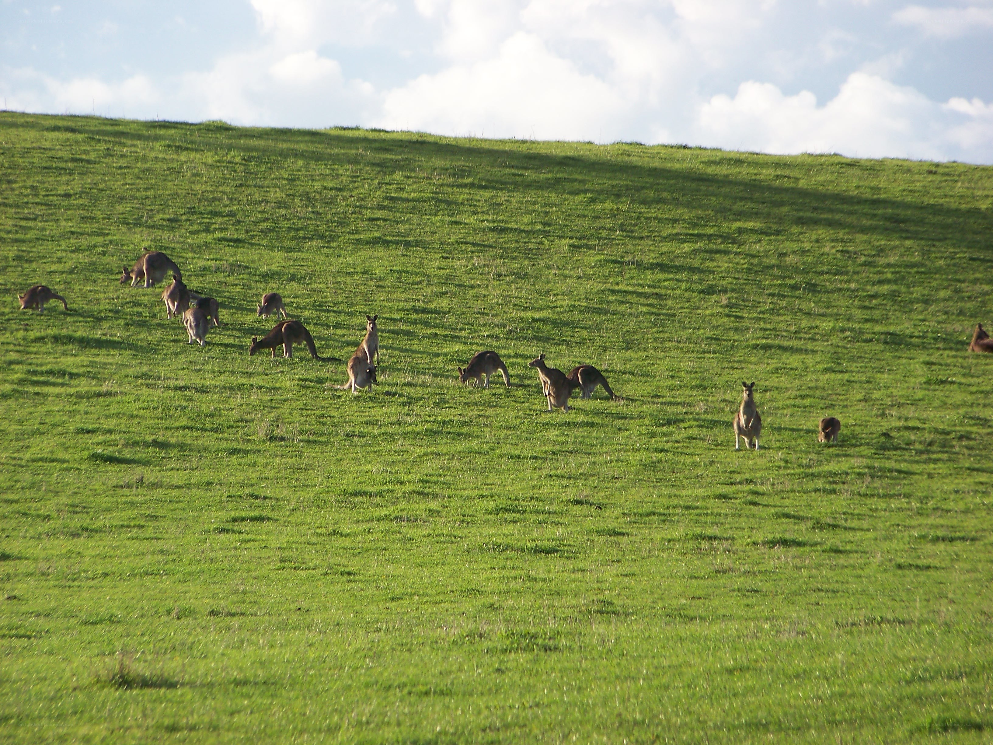 kangaroos on a grassy hill