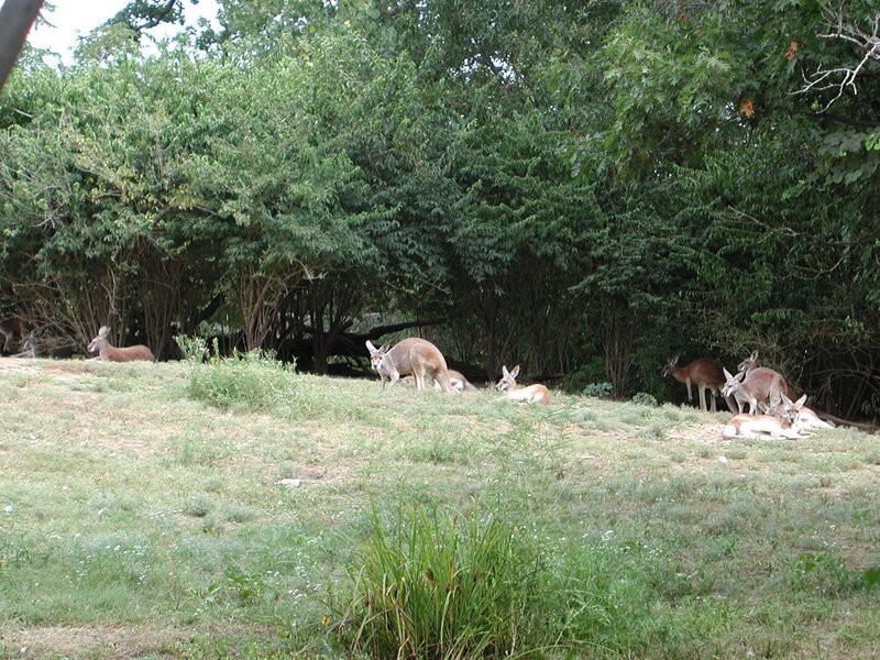 Kangaroos on a Hill