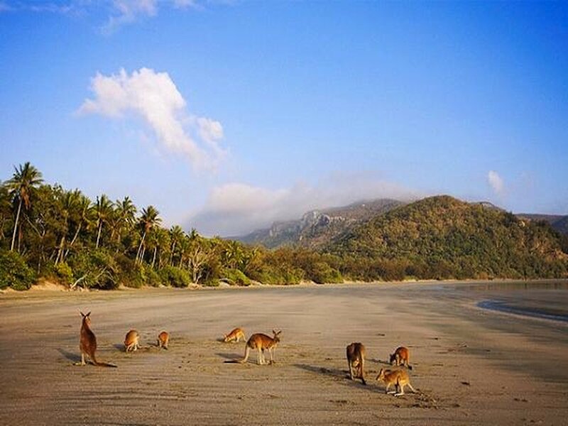 Kangaroos on Beach
