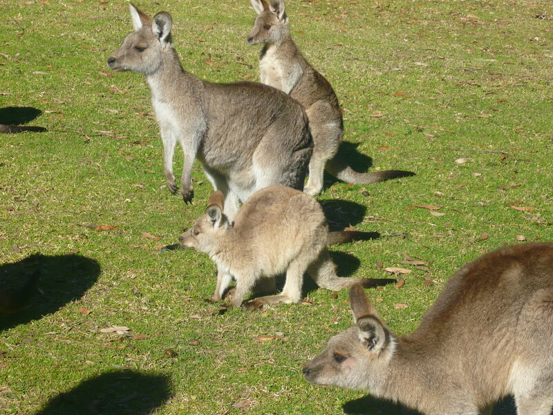 Kangaroos on Grass
