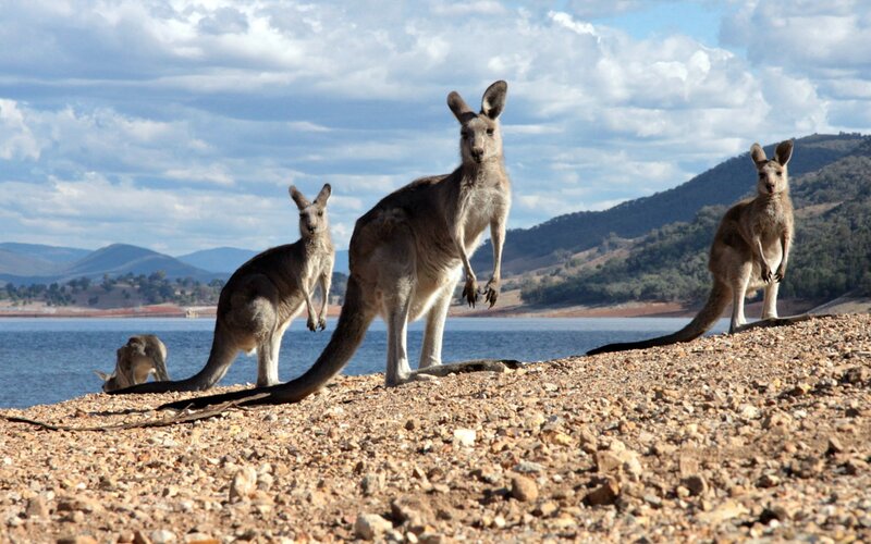 Kangaroos on Shore