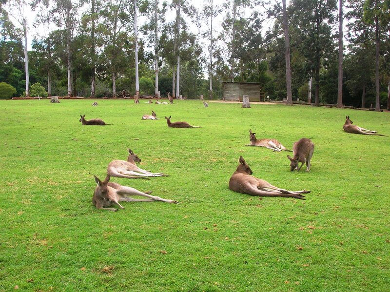 kangaroos resting in a field