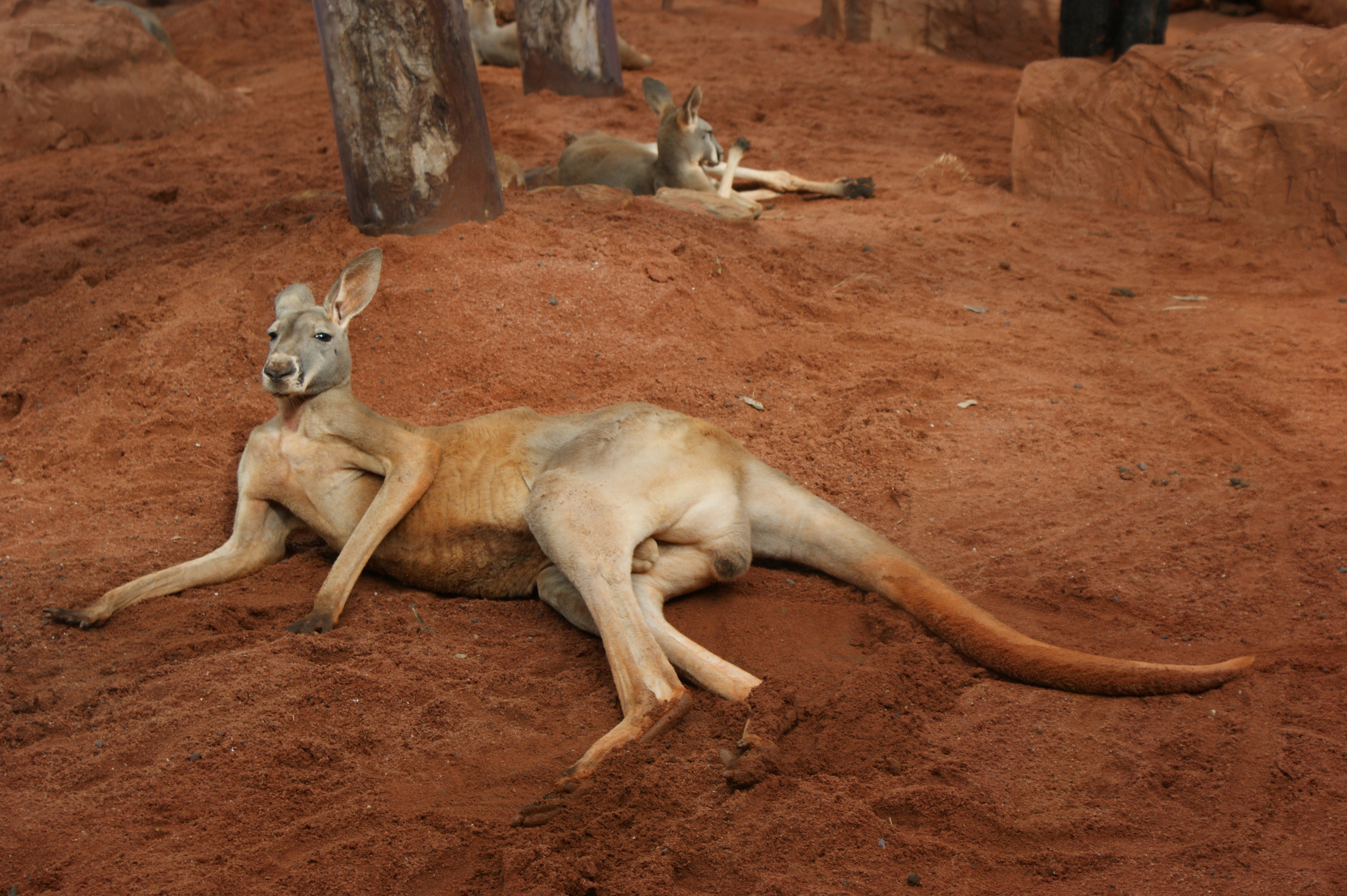 Kangaroos resting on red dirt