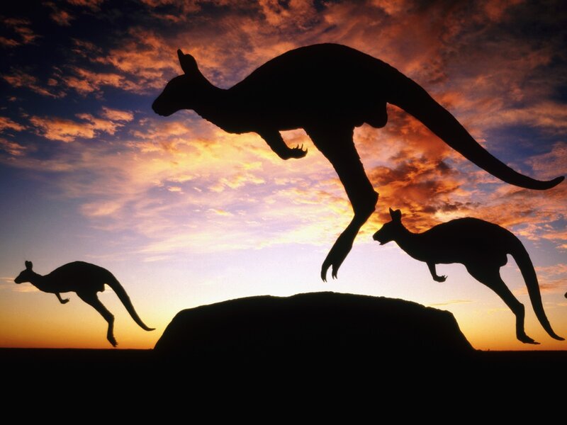 Kangaroos Silhouetted — Orange