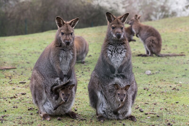 kangaroos with joeys in pouches