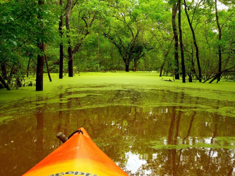 Kayak on a Swamp