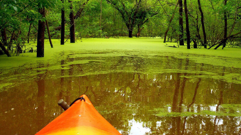 Kayak on Algae-covered Water