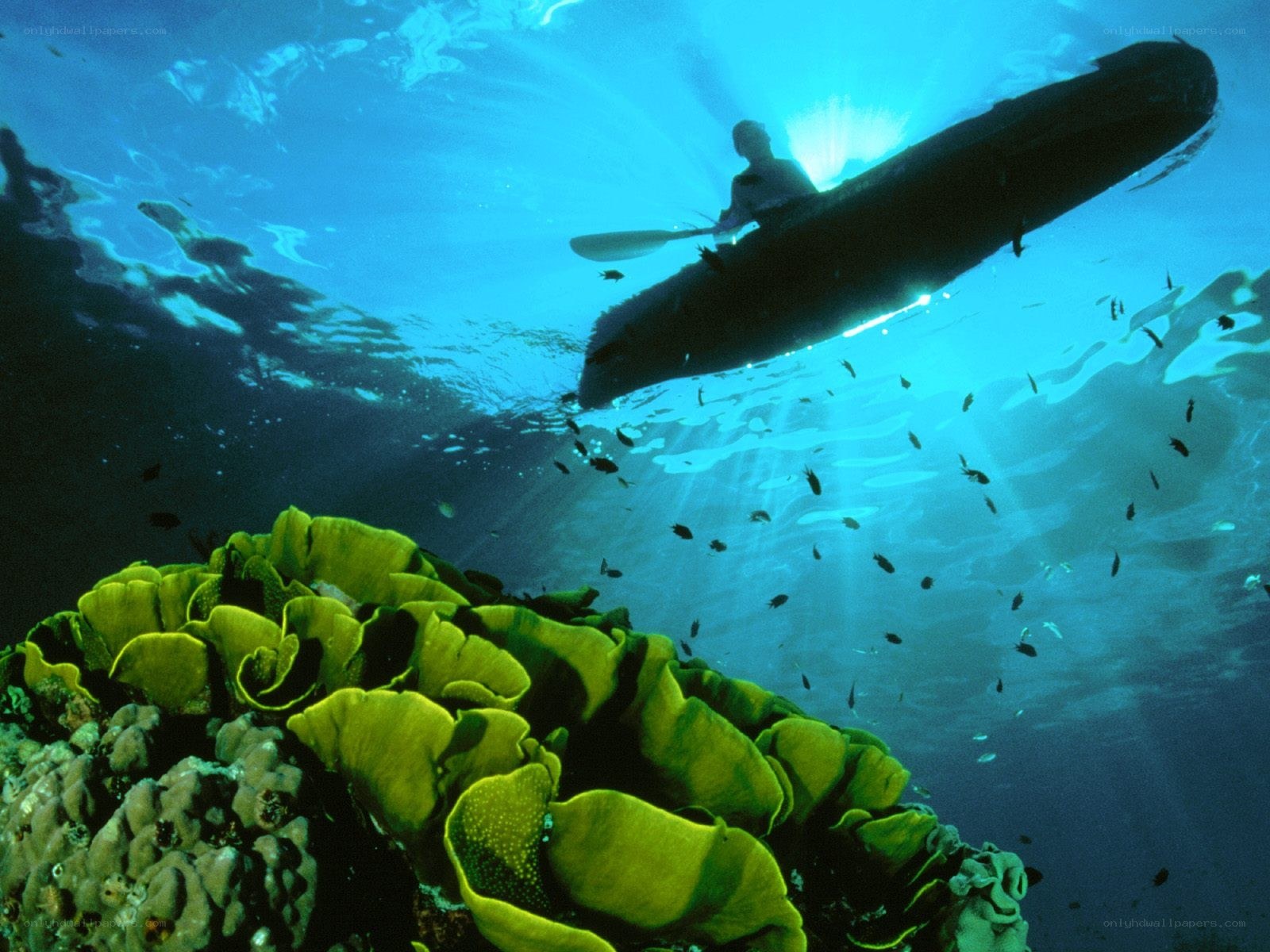 kayaker above coral reef