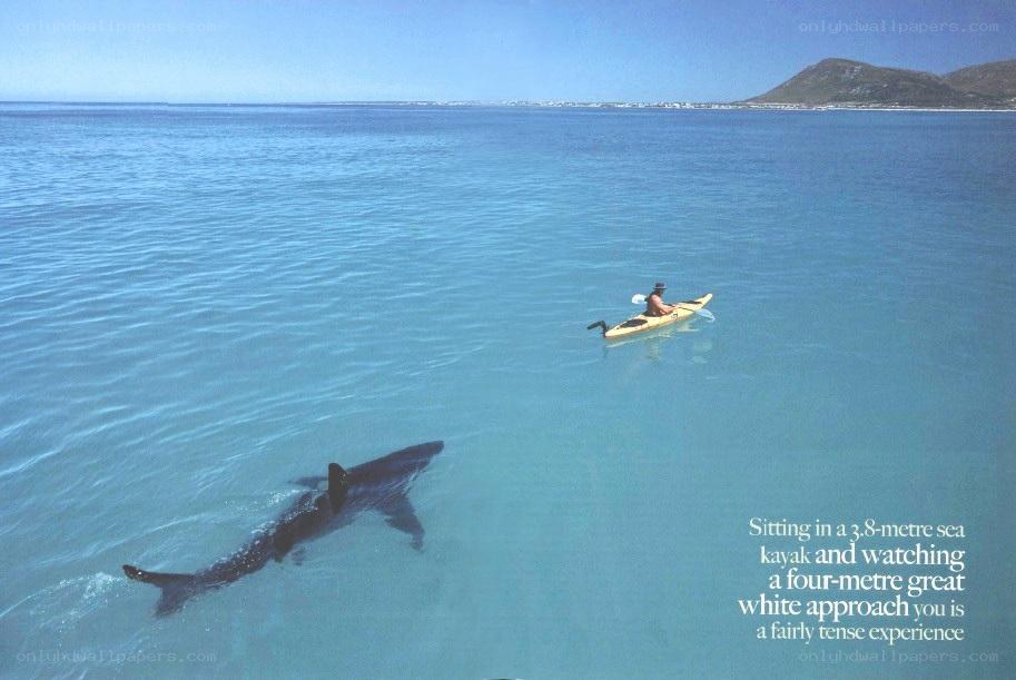 kayaker with great white shark