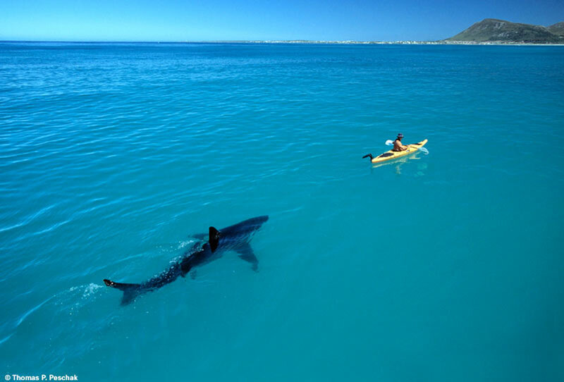 kayaker with shark in blue water