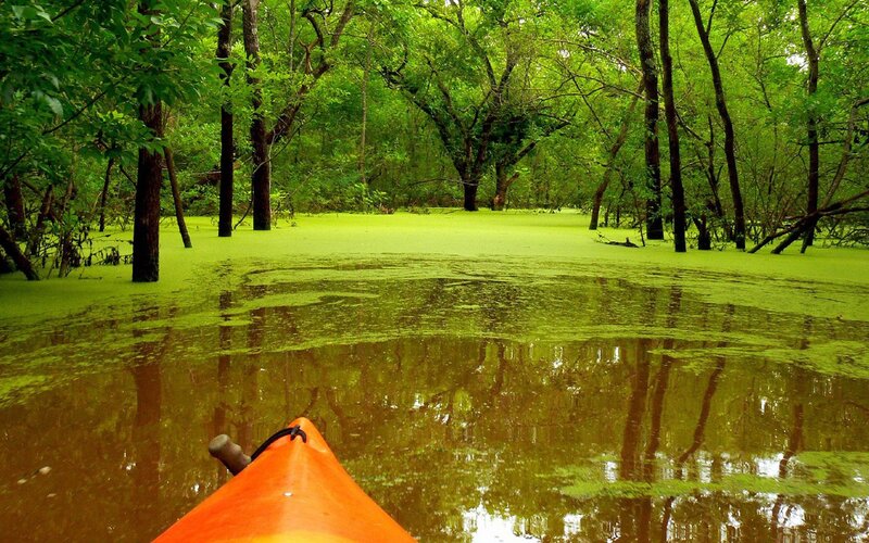 kayaking through a swamp