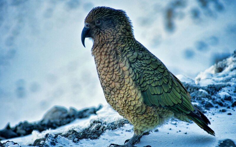 Kea Parrot in Snow
