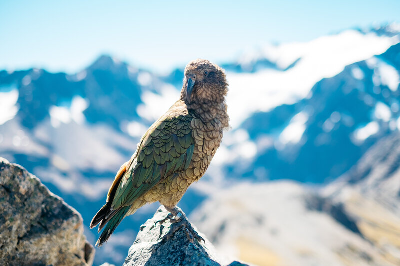 Kea parrot on a mountain