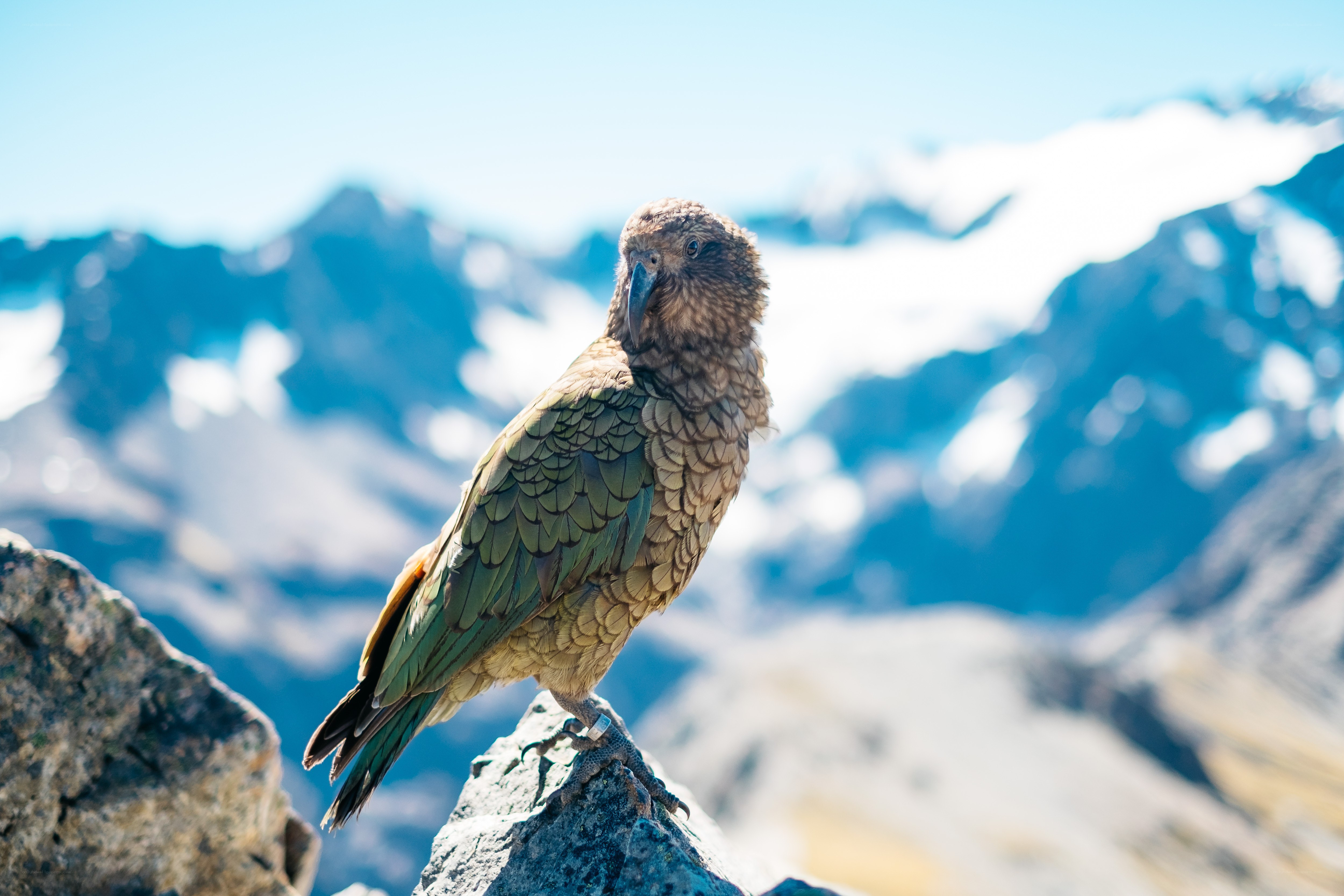 Kea parrot on a mountain