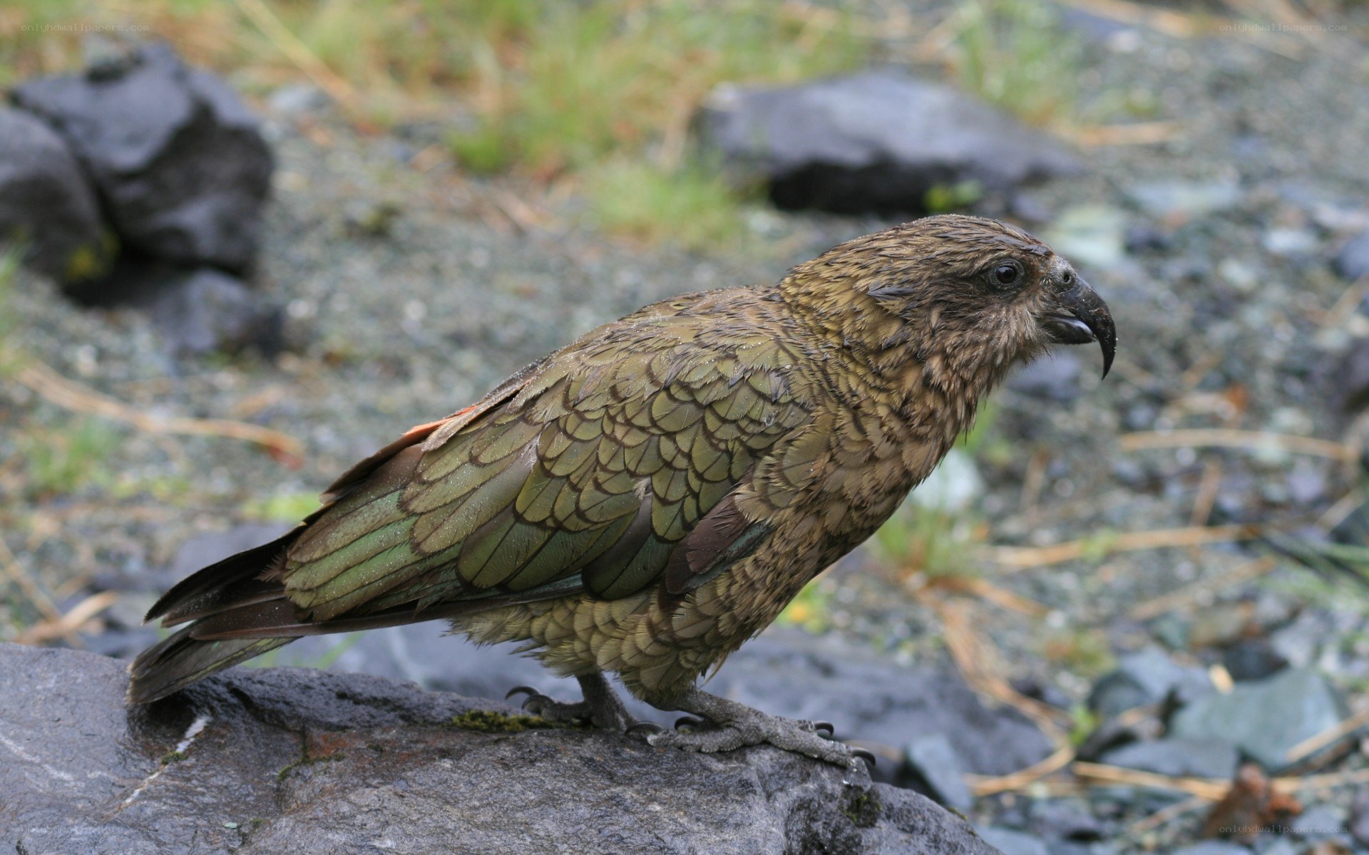 Kea parrot on a rock