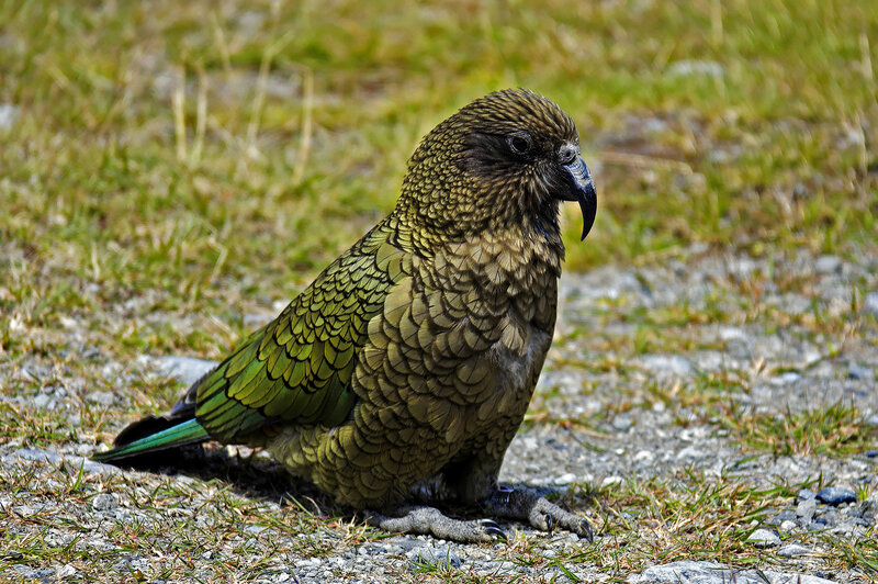 Kea parrot on the ground