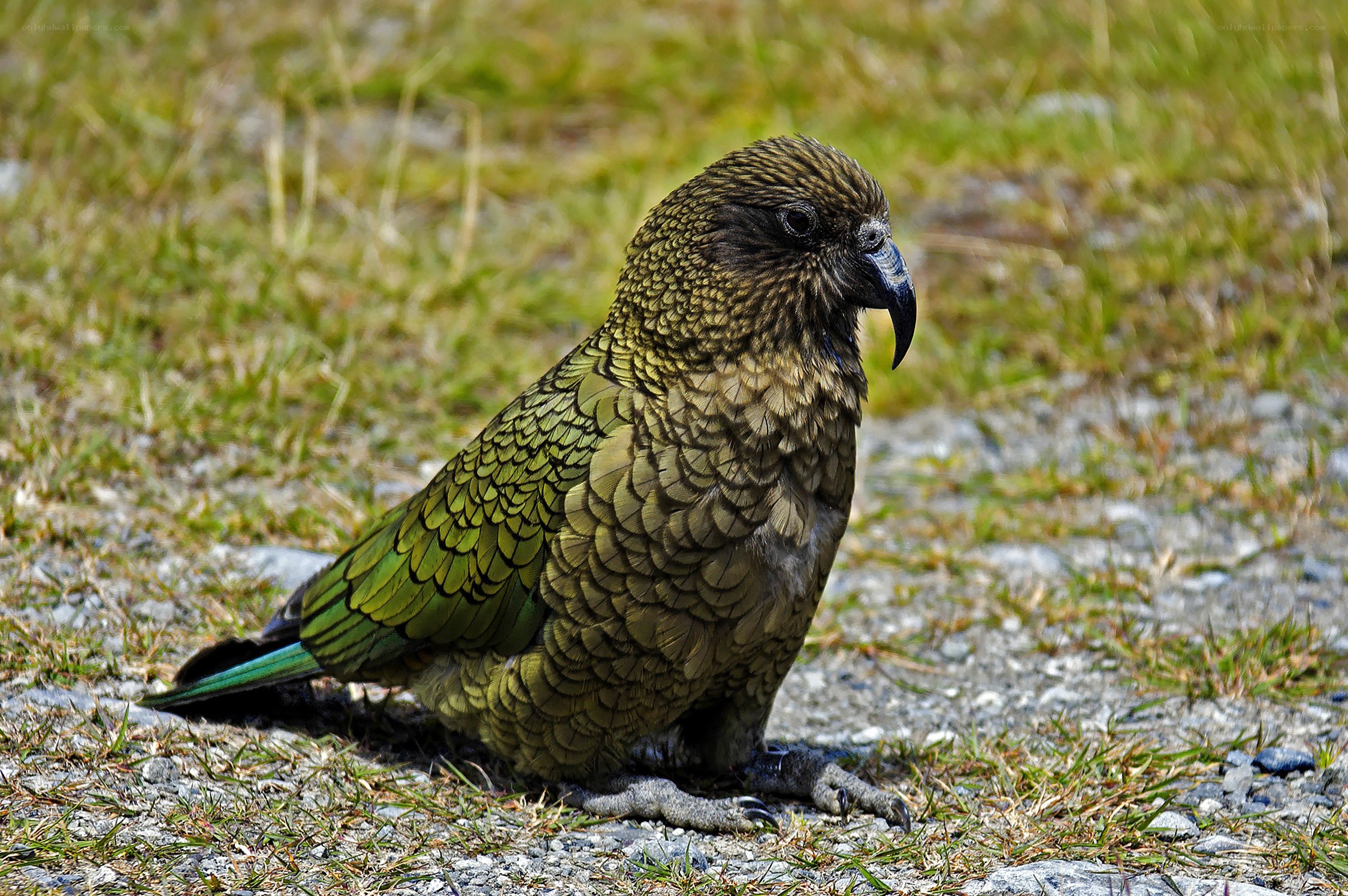Kea parrot on the ground