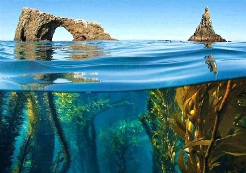 Kelp Forest Underwater — Blue, Serene
