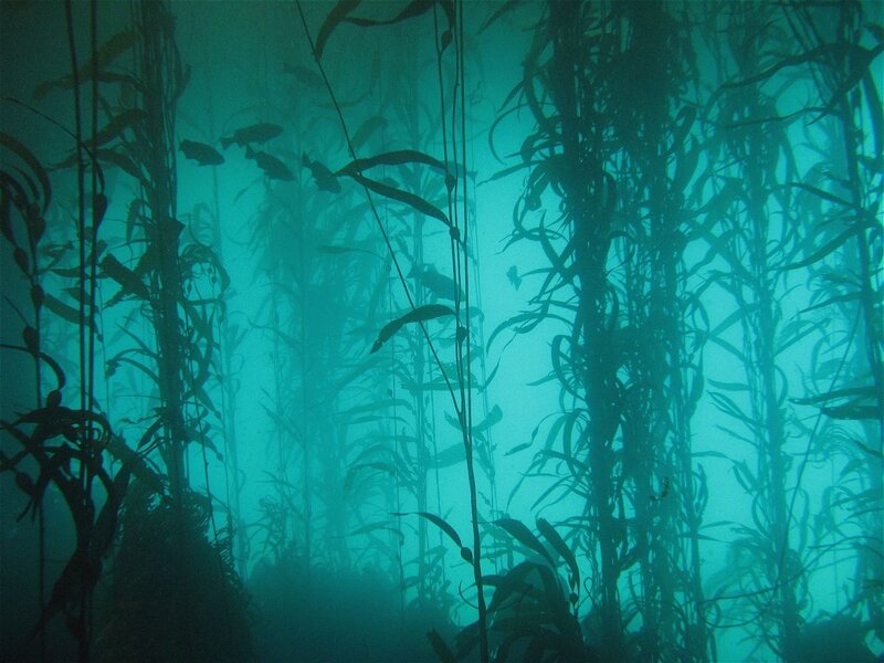 Kelp Forest Underwater — Green, Serene, Photograph, Fish