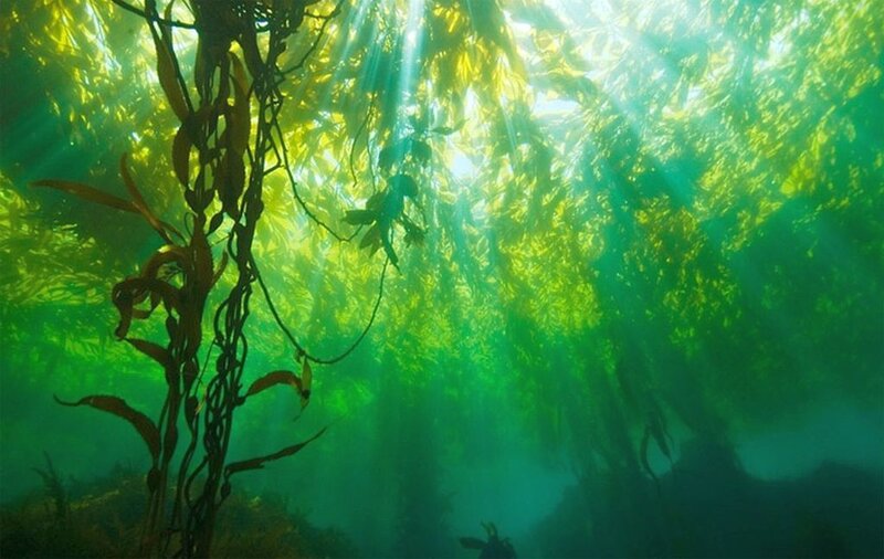 Kelp Forest Underwater — Green