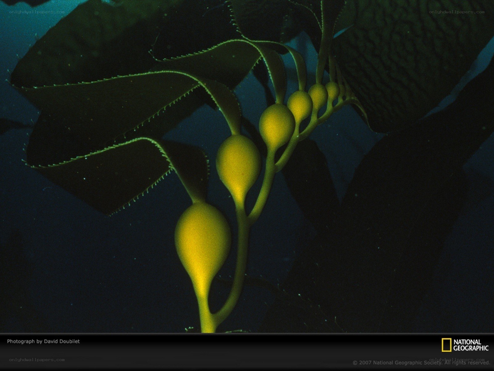 kelp forest underwater scene