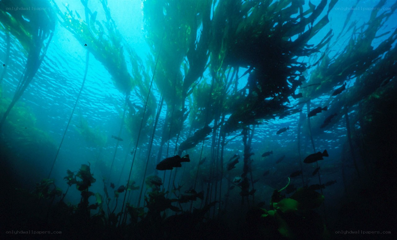 kelp forest underwater scene