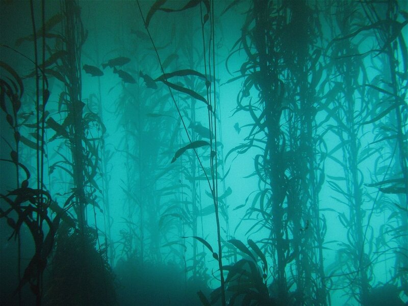 Kelp Forest Underwater — Teal