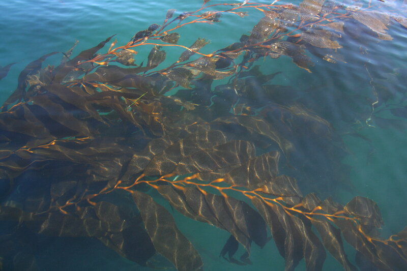 kelp forest underwater