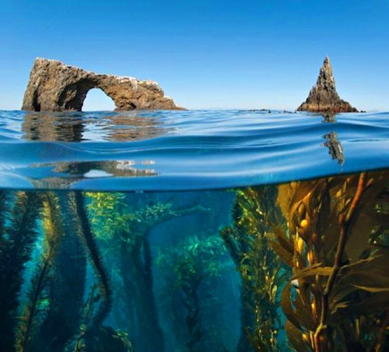 Kelp Forest with Rock Arch