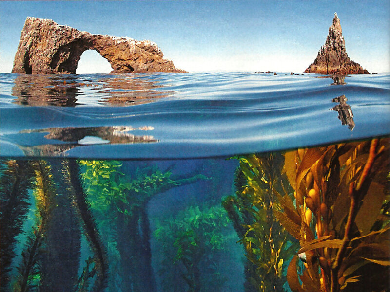 Kelp Forest with Sea Arch