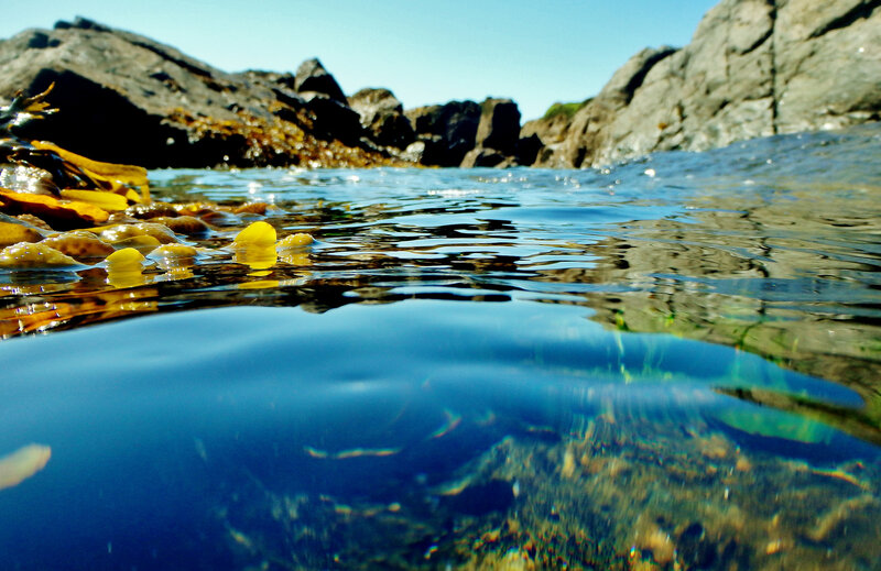 Kelp in Coastal Water