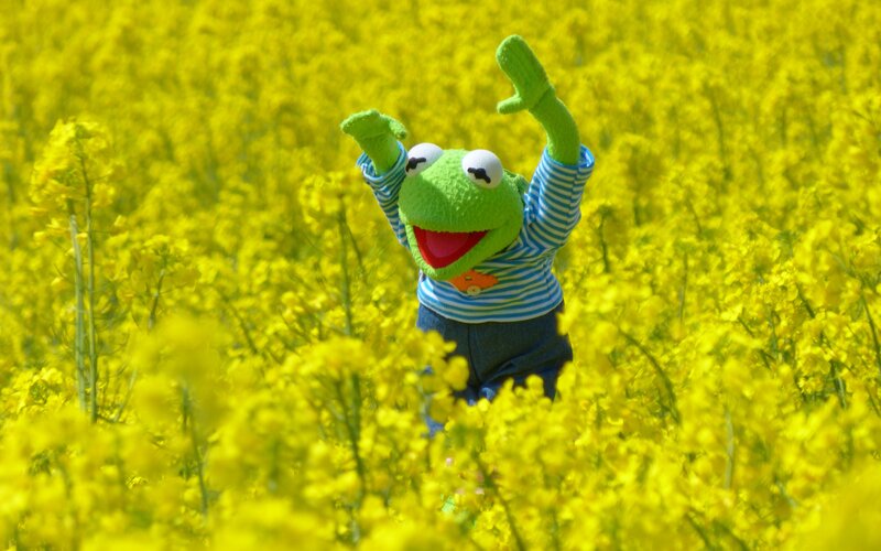 Kermit the Frog in Flowers