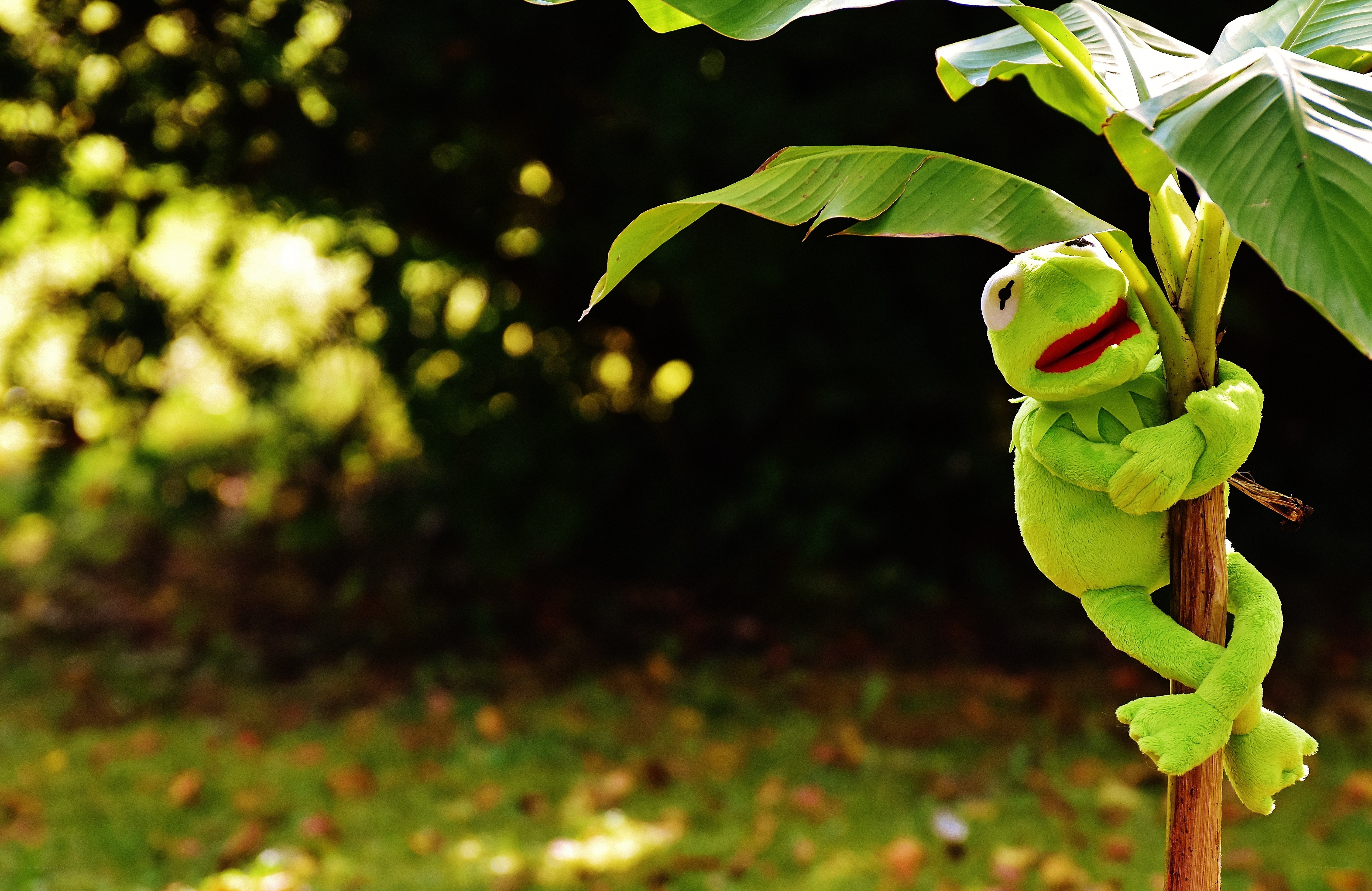 Kermit the Frog plush on a plant