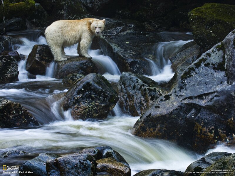 Kermode bear in a stream