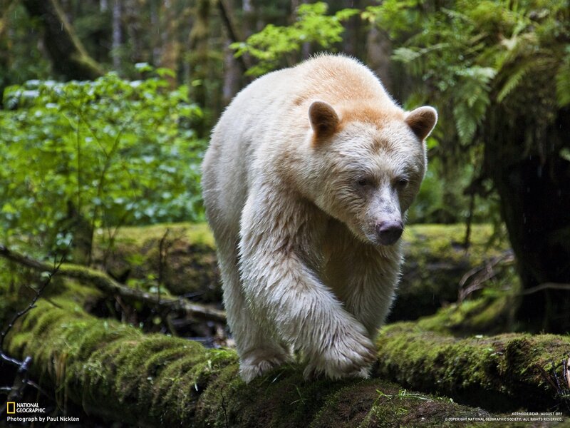 Kermode bear in forest