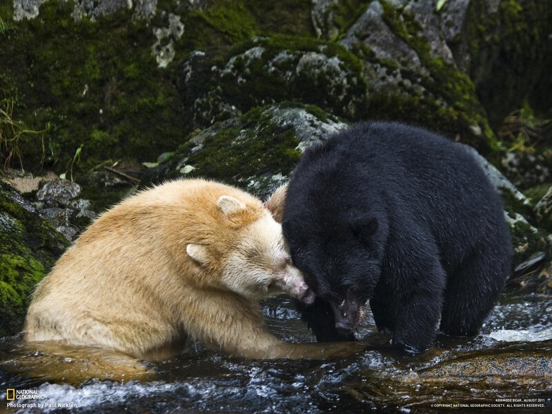 Kermode bears playing in stream
