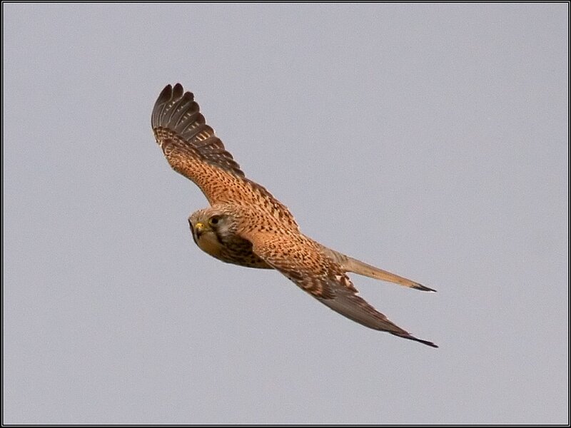 Kestrel in Flight — Brown