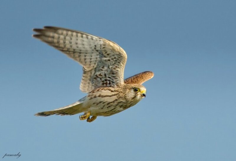 Kestrel in Flight