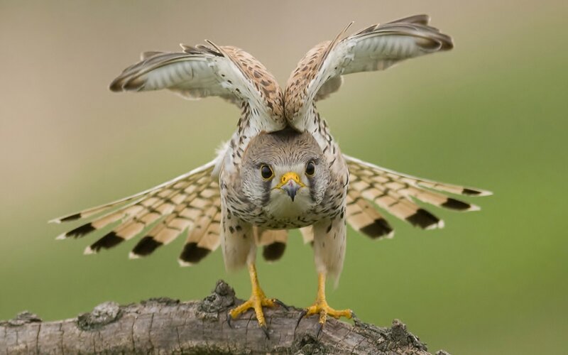 Kestrel on a Branch — Brown