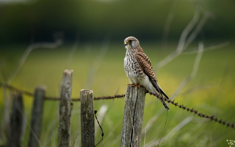 Kestrel on Fence Post