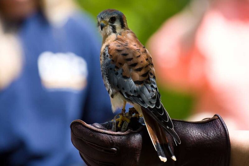 Kestrel on Gloved Hand