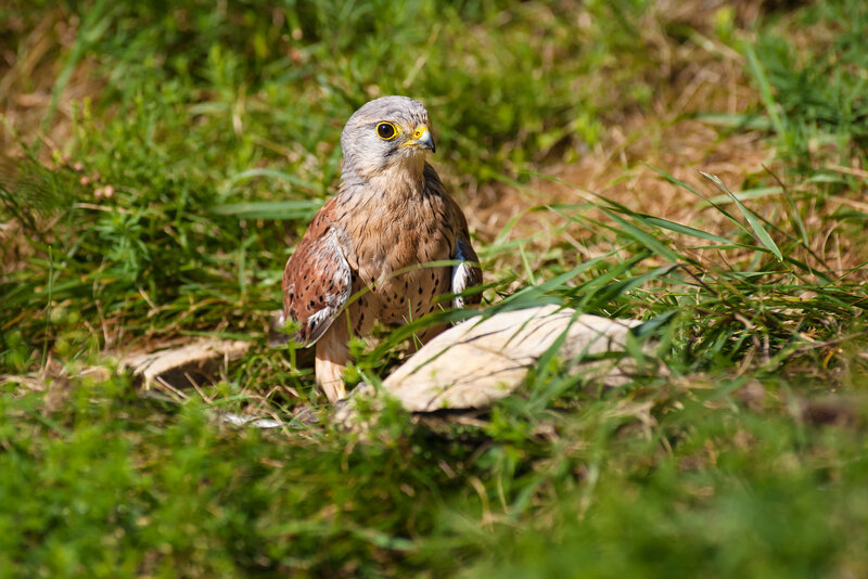 Kestrel on Grass