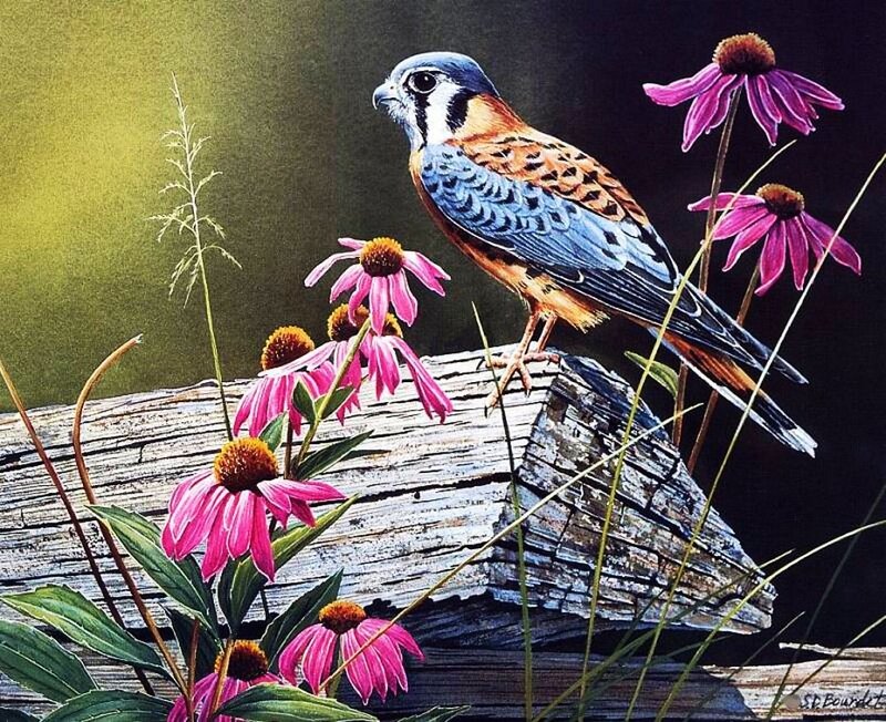 Kestrel on Log