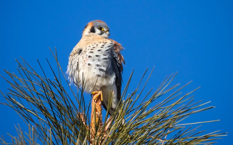 Kestrel on Pine Tree