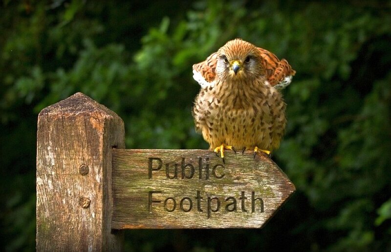 Kestrel on Signpost