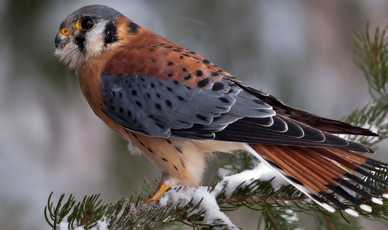 Kestrel on Snowy Branch — Brown
