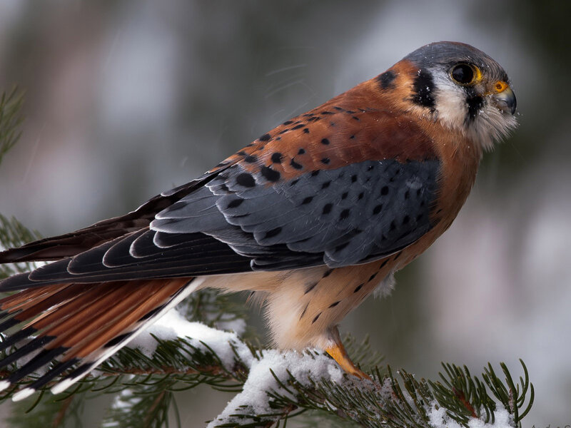 Kestrel on Snowy Branch