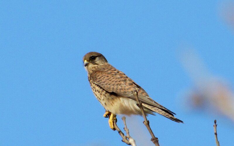 Kestrel perched on a branch
