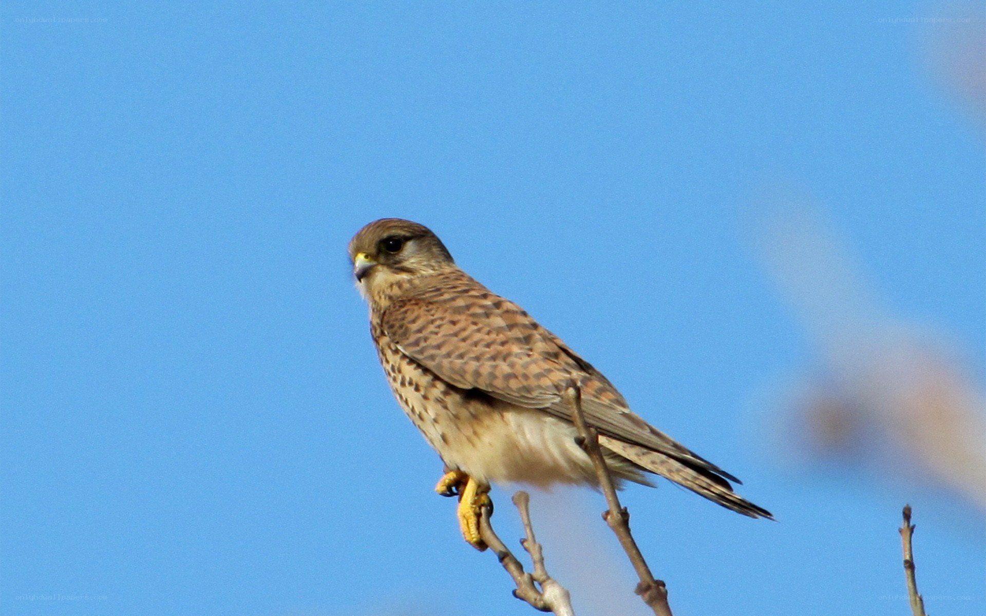 Kestrel perched on a branch