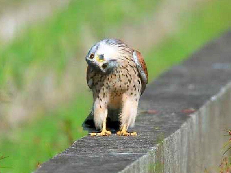 Kestrel perched on a wall